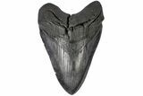 Huge, Fossil Megalodon Tooth - South Carolina #197867-2